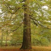 Vitale Altbuche  - idealer Biotopbaum-Anw&auml;rter, da die Vielzahl der tief ansetzenden Stark&auml;ste Astl&ouml;cher  hinterlassen wird, die dann verpilzen und verst&auml;rkt durch Spechth&ouml;hlen zur Bildung von Gro&szlig;h&ouml;hlen f&uuml;hren kann.  &copy; G. C. M&ouml;ller