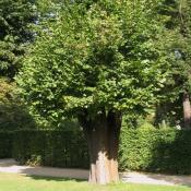 Gekappte Linde im Schlossgarten Charlottenburg. &copy; A. von L&uuml;hrte