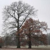 Eichen-Duo im Schlossgarten Charlottenburg, rechts bildetet sich nach einem Stammbruch eine Ersatzkrone. Der von Rosenkäfern besiedelte Stamm steht weiterhin als Lebensraum zur Verfügung. © N. A. Klöhn