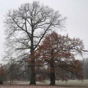 Eichen-Duo im Schlossgarten Charlottenburg, rechts bildetet sich nach einem Stammbruch eine Ersatzkrone. Der von Rosenk&auml;fern besiedelte Stamm steht weiterhin als Lebensraum zur Verf&uuml;gung. &copy; N. A. Kl&ouml;hn