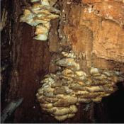 Im Inneren einer Höhle auf braunfaulem Holz gebildeter Fruchtkörper eines Schwefelporlings © G. C. Möller