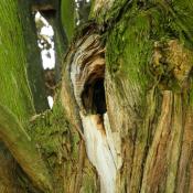Gro&szlig;h&ouml;hle in einer Zypresse in der Giardini Giusti, Verona &copy; N. A. Kl&ouml;hn