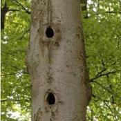 Etagenh&ouml;hlen k&ouml;nnen auch durch Stammverletzungen und/oder nicht abgeschotette Astst&uuml;mpfe entstehen. &copy; N. A. Kl&ouml;hn