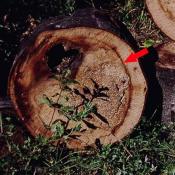 Schnitt durch einen H&ouml;hlenbaum. Sichtbar wird die von der Spechth&ouml;hle ausgehende Holzzersetzung. &copy; N. A. Kl&ouml;hn
