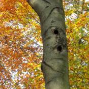 Gro&szlig;e Schwarzspechth&ouml;hle, auch f&uuml;r andere Arten, wie z. B. Eulenv&ouml;gel oder S&auml;uger geeignet &copy; A. von L&uuml;hrte