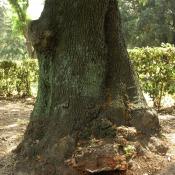 Die verdickte Stammbasis deutet auf eine ausgedehnte Innenf&auml;ule (mit oder ohne H&ouml;hle), hier an Stein-Eiche mit Flachem Lackporling, Parco Villa Borghese, Rom. &copy; N. A. Kl&ouml;hn