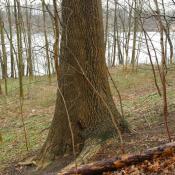 Im Fu&szlig; hohle Esche. Symptomatik viel weniger auff&auml;llig, als bei der oben dargestellten Eiche. &copy; N. A. Kl&ouml;hn