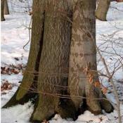 Hohle Rotbuche. Die prim&auml;ren Pilzeintrittspforten sind durch &Uuml;berwallungen wieder geschlossen. Risse, stark asymmetrische Zuwachszonen und konkave Einsenkungen weisen auf die statische Schw&auml;chung hin. &copy; N. A. Kl&ouml;hn