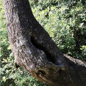 Teilweise ausgeheilter Ungl&uuml;cksbalkenriss mit H&ouml;hlenbildung. &copy; N. A. Kl&ouml;hn