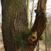 Der Feuerschwamm Phellinus robustus ist &uuml;ber einen defekten und sp&auml;ter gebrochenen Starkast in den Hauptstamm einer Alteiche vorgedrungen. &copy; N. A. Kl&ouml;hn