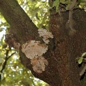 Der saprophytische Holzpilz Trametes versicolor (Schmetterlingstramete) hat abgestorbene Teile eines geschwächten Stämmlings einer Esche besiedelt und leitet den Bruch sowie die Großhöhlenbildung ein. © N. A. Klöhn