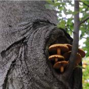 Hochtronender Schüppling besiedelt eine Ästungsstelle und erzeugt so einen neuen Lebensraum im Baum. © N. A. Klöhn