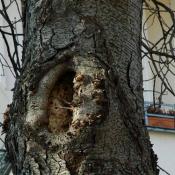 Einfaulende Schnittstellen in eher schlechter abschottender Rosskastanie - die lokalen Zonenn mit Holzzersetzung k&ouml;nnen sich u.U. zu einer Gro&szlig;h&ouml;hle entwickeln. &copy; N. A. Kl&ouml;hn