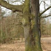 Überwallende, aber schon ins Kernholz reichende Einpilzung einer langgestreckten Stammverletzung mit fortgeschrittener Großhöhlenbildung. © N. A. Klöhn