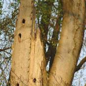 Sehr ausgepr&auml;gtes Beispiel eines Teilkronenbruches mit umfangreicher Totholzbildung bzw. gro&szlig;fl&auml;chigen Eintrittspforten f&uuml;r Pilze. Bei Rotbuche siedelt sich an solchen hoch am Baum gelegenen Strukturen oft die Striegelige Tramete (Trametes hirsuta) an. &copy; N. A. Kl&ouml;hn