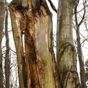 Vollzogener sehr ausgedehnter Zwieselabriss mit einer typisch ausgepr&auml;gten, gro&szlig;fl&auml;chigen Freilegung des Holzk&ouml;rpers - hier schon mit fortgeschrittner F&auml;ule. Am oberen Punkt des Bruches ist die beidseitig ausgepr&auml;gte Bildung ohren- bzw. fl&uuml;gelf&ouml;rmiger Strukturen deutlich zu erkennen. &copy; N. A. Kl&ouml;hn