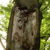 J&uuml;ngerer Zwieselausbruch mit freigelegtem Frischholz - gr&ouml;&szlig;ere F&auml;uleausdehnung zu erwarten. &copy; N. A. Kl&ouml;hn