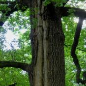 Diese Alteiche versucht, die schon ältere Blitzrinne, eine statische Schwachstelle für den Baum, durch Überwallung zu kompensieren. Es hat sich jedoch zumindest eine dezentrale Holzzersetzung auf ganzer Länge etabliert. © N. A. Klöhn