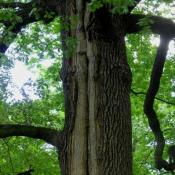 Diese Alteiche versucht, die schon &auml;ltere Blitzrinne, eine statische Schwachstelle f&uuml;r den Baum, durch &Uuml;berwallung zu kompensieren. Es hat sich jedoch zumindest eine dezentrale Holzzersetzung auf ganzer L&auml;nge etabliert. &copy; N. A. Kl&ouml;hn