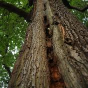 Nahaspekt der gealterten Blitzrinne. Die Pilzaktivit&auml;t, diverse nagende Insekten  und der Bruth&ouml;hlenbau von Buntspechten f&uuml;hrt zu einem Konglomerat der verschiedensten Mikrolebensr&auml;ume (z.B. Kleinh&ouml;hlen, Mulmtaschen, Nistmaterial, Tierleichen, Pilzsubstrat) und damit auf engstem Raum zu einem au&szlig;erordentlich hohen Besiedlungspotenzial. &copy; N. A. Kl&ouml;hn