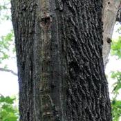 Die rippenf&ouml;rmige Kallusbildung weist auf einen radialen Riss, den der Baum zu "reparieren" trachtet. &copy; N. A. Kl&ouml;hn