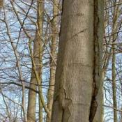 Der offensichtlich weiterlaufende Riss weist bereits &auml;ltere, m&ouml;glicherweise st&auml;rker zersetzte Strukturen und /oder eine Spalte auf, w&auml;hrend sich weiter oben frische Verletzungsstrukturen befinden. &copy; N. A. Kl&ouml;hn