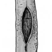 Hohle Sch&uuml;rfrinne. Zeichnung: W. Roloff