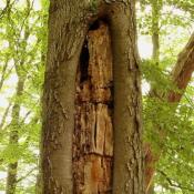 bereits hohle Sch&uuml;rfrinne - &Uuml;bergang zur Gro&szlig;h&ouml;hle. &copy; N. A. Kl&ouml;hn