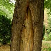 Noch nicht v&ouml;llig hohle Sch&uuml;rfrinne. &copy; N. A. Kl&ouml;hn