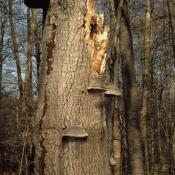 Dieser Hochstubben wird bereits intensiv durch den Zunderschwamm abgebaut. © G. C. Möller