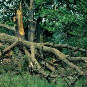 &copy; G. C. M&ouml;ller