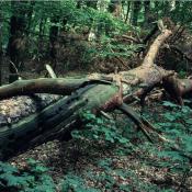 Besonderheit dieser liegenden Kiefer: die starken Kronen&auml;ste lassen den Stamm im mittleren Teil nicht aufliegen, sodass kleinr&auml;umig sehr differenzierte Habitatstrukturen entstehen. Dies erlaubt einer gr&ouml;&szlig;eren Artenvielfalt eine Besiedlung. &copy; G. C. M&ouml;ller