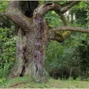 Dieser wegeferne Baumveteran durfte auch seine starken Tot&auml;ste behalten. &copy; N. A. Kl&ouml;hn