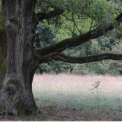 Ein stärkerer Totast über einer geschützten Wiese steht als Lebensraum zur Verfügung. © N. A. Klöhn