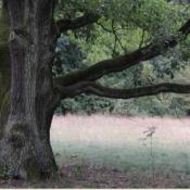 Ein st&auml;rkerer Totast &uuml;ber einer gesch&uuml;tzten Wiese steht als Lebensraum zur Verf&uuml;gung. &copy; N. A. Kl&ouml;hn