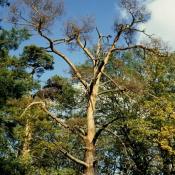 Strukturreiche abgestorbene &uuml;ber 100-j&auml;hrige Alt-Kiefer &copy; G. C. M&ouml;ller