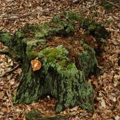 Stark verwittertere Eichen-Stubben. &copy; N. A. Kl&ouml;hn