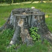 Voll besonnte stehender Buchen-Reststubben am Beginn der Abbausukzession. Gerade Buchen-Stubben zeigen eine hohe Vielfalt an Holzpilzarten und können Lebensraum für zahlreiche Holzinsektenarten sein. © G. Möller