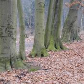 Alte Buchen im Schlosspark Buch &copy; N. A. Kl&ouml;hn