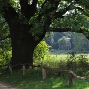 Alteiche in Sicht auf den Luisentempel auf der Pfaueninsel  &copy; N. A. Kl&ouml;hn