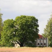 Pr&auml;gende Alteiche vor der Meierei, Pfaueninsel  &copy; N. A. Kl&ouml;hn