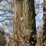 Baum mit Baumnummer im Schlosspark Buch &copy; A. von L&uuml;hrte