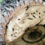 Fra&szlig;g&auml;nge des Heldbocks in gef&auml;llter Alteiche (Foto: U. Kielhorn)