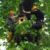 Aufhängung eines Waldkauzkastens durch die NABU-Bezirksgruppe Friedrichshain-Kreuzberg im Volkspark Friedrichshain. © H. Begehold