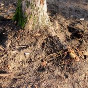 Wurzelkappung bei Bauarbeiten ohne ökologische Baubegleitung © N. A. Klöhn