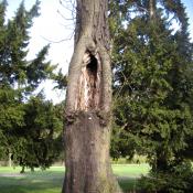 Rosskastanie mit offener H&ouml;hlung im Schlosspark Buch. &copy; A. von L&uuml;hrte