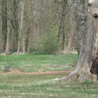 Feuchte Waldpartie mit bl&uuml;henden Buschwindr&ouml;schen. &copy; B. Seitz