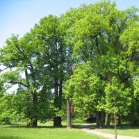 Eichengruppe &copy; A. von L&uuml;hrte