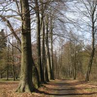 Altbuchenreihe im Holländischen Garten. © A. von Lührte