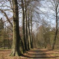 Altbuchenreihe im Holl&auml;ndischen Garten. &copy; A. von L&uuml;hrte